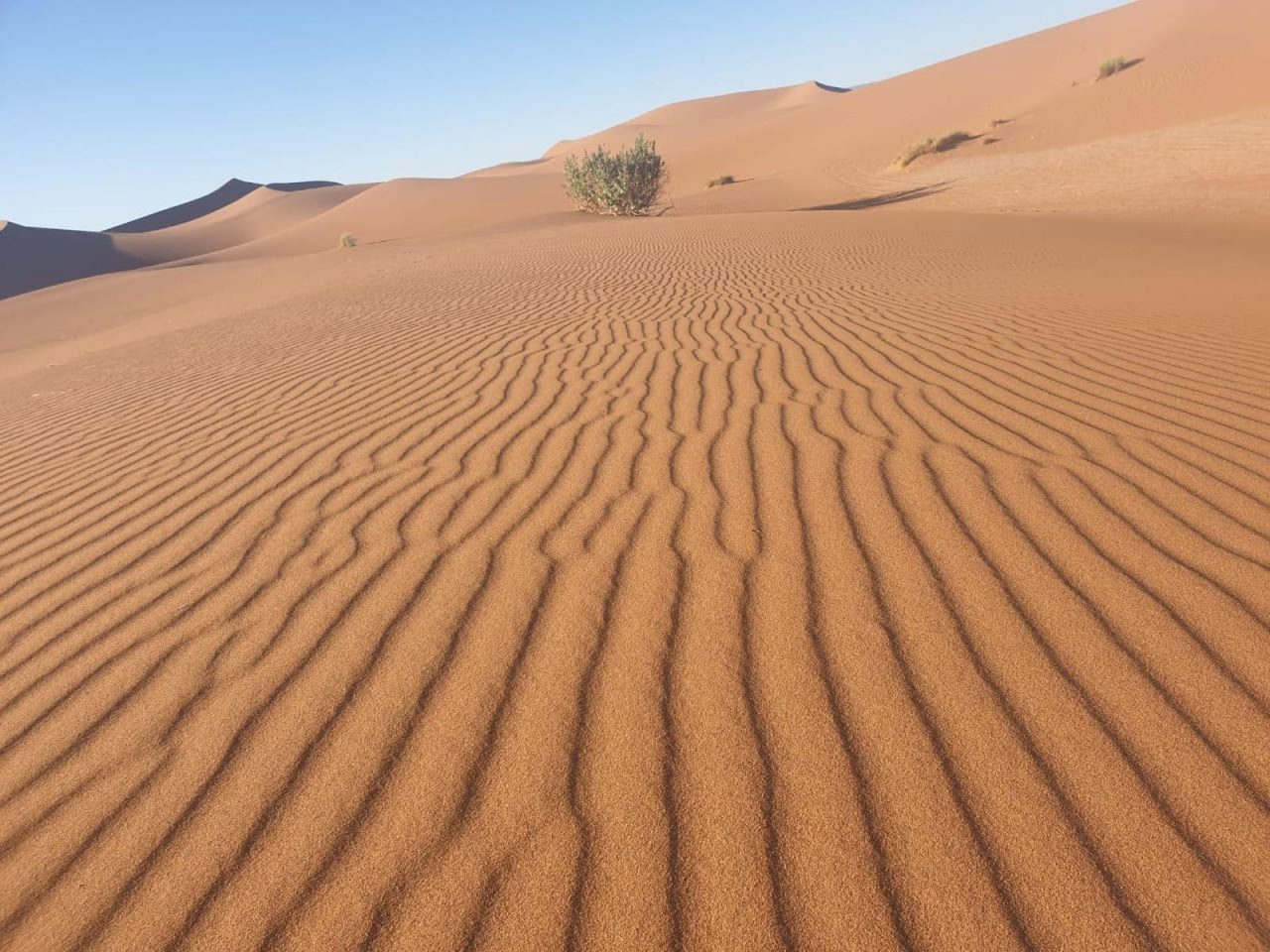 Wind-sculpted ridges of the Erg Chebbi dunes at Merzouga in the early morning light