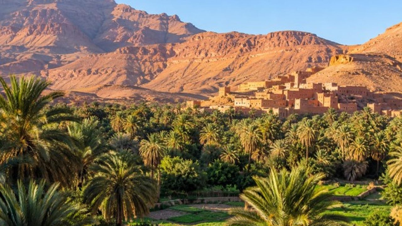 Palmeraie dense de la vallée du Draa avec des montagnes rouges à l'arrière-plan