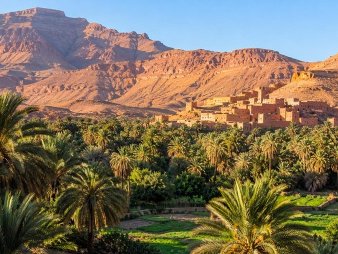 Palmeraie dense de la vallée du Draa avec des montagnes rouges à l'arrière-plan
